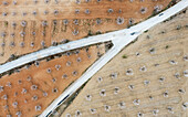 Aerial view of almond trees in a rural landscape with a dirt road and fields, Velez-Rubio, provincia de Almeria, Spain.