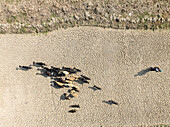 Aerial view of a pastoral landscape with a herd of cattle on cracked earth under bright sunlight, Tarash, Rajshahi, Bangladesh.
