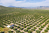 Luftaufnahme von schönen Olivenbäumen in einer malerischen Agrarlandschaft mit traditionellen weißen Häusern und Bergen, Priego de Cordoba, Provincia de Cordoba, Spanien.