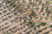 Aerial view of beautiful almond trees in rows on rural farmland with scenic patterns, Chirivel, provincia de Almeria, Spain.