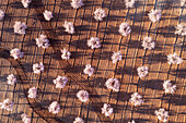 Aerial view of blooming almond trees in geometric rows with pink blossoms and tree shadows, Velez-Rubio, provincia de Almeria, Spain.