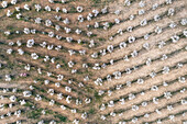 Aerial view of blooming almond trees in symmetrical rows on farmland, Chirivel, provincia de Almeria, Spain.