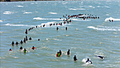 Collingwood, New Zealand - 19 January 2025: Aerial view of whale stranding rescue efforts with volunteers forming a human chain along the shoreline, Pakawau, Tasman, New Zealand.
