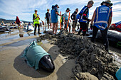 Collingwood, New Zealand - 19 January 2025: Aerial view of whale stranding rescue operation with volunteers and Project Jonah medics on the beach, Pakawau, Tasman, New Zealand.