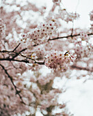 Close-up of pale pink cherry blossoms in front of a blurred floral background that captures the essence of spring.
