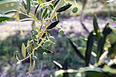 A close-up of green olives hanging from a branch with silver-green leaves, taken in bright sunlight. The blurred background creates a natural atmosphere.