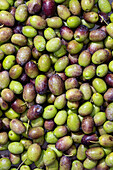 A colourful assortment of fresh green and purple olives with a rich and glossy texture. Shot in high resolution, these olives have a natural, appealing appearance