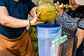 Two women draw fresh coconut water into a blue bucket. Nearby, bottles are ready to be filled, showing a natural, thirst-quenching process in action.