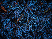 Close-up of ripe grapes in a vineyard in Mallorca, Spain, with bright blue colour tones. Excellent for themes such as agriculture, wine production or the abundance of nature.