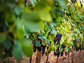 Lush green vineyard in Mallorca, Spain, with ripe black grapes on the vines. Perfect for wine production and agricultural themes showing the rich viticulture of the region.