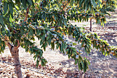 The picture shows a lush almond tree branch laden with unripe almonds against the backdrop of a sunlit orchard, revealing the beauty of the early harvest season.