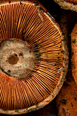 A detailed close-up of orange mushroom gills, highlighting their intricate texture and natural patterns. The organic shapes create a captivating, earthy aesthetic.