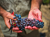 Close-up of hands holding a freshly picked grape in a vineyard on Mallorca, symbolising the island's rich wine-growing tradition and the harvest season.