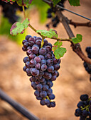 Close-up of ripe grapes hanging on a vine in a vineyard in Mallorca, Spain. Vibrant colours underline the abundance and richness of the grape harvest season.