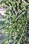 Close-up of an olive tree branch laden with unripe olives basking in natural sunlight. The green leaves and fruit stand out in glowing detail, capturing the beauty of nature.