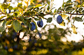 Close-up of ripe, blue plums hanging from the branches of trees in a sunlit orchard The soft afternoon light creates a warm, inviting atmosphere