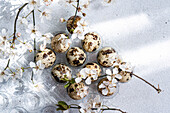 Quail eggs and delicate cherry blossoms on a plastic egg tray, viewed from above. The composition conveys a fresh and natural ambience, ideal for Easter decoration themes.