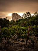 A breathtaking view of Mallorca's lush vineyards at sunset, with a spectacular mountain backdrop. The scene captures the tranquil beauty of Spain's wine region.
