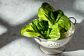 Fresh and bright bok choy leaves sit in a white sieve and glisten in the sunlight. The picture captures the freshness and bright green colour, ideal for organic or healthy concepts.
