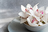 A close-up of elegant white orchids with a hint of pink, artfully arranged in a subtle grey ceramic bowl, against a calming, textured grey background.