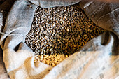 A burlap sack filled with unroasted coffee beans, capturing their natural, earthy texture and colour, illuminated by soft, warm light - perfect for coffee-related themes