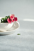 A charming composition with bright pink flowers in a white teacup on a clean, soft grey surface The arrangement exudes elegance and simplicity
