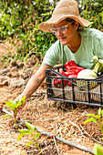 A gardener tends to young plants in a vegetable garden using drip irrigation technology The person is wearing a sun hat and glasses and holding a box of fresh vegetables