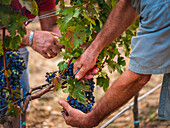 Vineyard workers harvest ripe grapes in Mallorca, Spain. Hands cut grapes and show agriculture and viticulture in a Mediterranean environment.