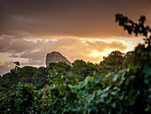 Ein atemberaubender Blick auf einen Weinberg auf Mallorca bei Sonnenuntergang, mit üppigen grünen Weinreben im Vordergrund und einem felsigen Berggipfel, der sich unter einem dramatischen Himmel aus dichten Bäumen erhebt.
