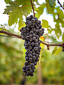 A cluster of ripe, dark-coloured grapes hangs on a vine in a sunny vineyard in Mallorca, Spain. The lush green of the leaves and the bright blue sky create a vibrant summer backdrop.
