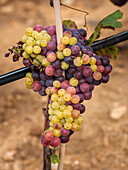A colourful bunch of grapes hangs from a vine in a sunlit vineyard in Mallorca, Spain, showing the beauty of nature and the wine-growing tradition of the region.