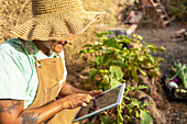 A gardener in a straw hat works with a tablet in a sunlit vegetable garden, combining modern technology with traditional gardening practices for efficient cultivation