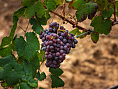 A cluster of ripe grapes hangs on a vine in Mallorca, Spain. The lush green of the leaves and the fertile soil create a picturesque image that captures the essence of Mediterranean viticulture.