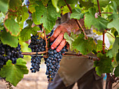 Hands carefully pick ripe grapes in a lush Mallorcan vineyard, revealing the vibrant colours and textures of harvest time in this Spanish wine-growing region.