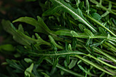 Detailed close-up of fresh rocket leaves, showing off their rich green tones, crisp texture and natural patterns - perfect for illustrating healthy eating and organic living concepts.