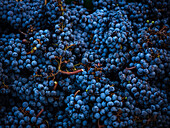 A close-up of ripe blue grapes arranged in groups, capturing their texture and vibrant colour. This image was taken in a vineyard in Mallorca, Spain, and shows the abundance of nature.