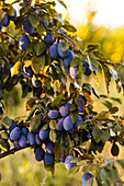 Close-up of ripe plums hanging from lush green branches and bathed in warm sunlight The vibrant colours and natural surroundings convey a sense of freshness and abundance