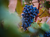 Close-up of a ripe grape surrounded by bright green leaves in the Mediterranean sunlight of Mallorca, Spain. Perfect for themes such as nature, agriculture and viticulture.