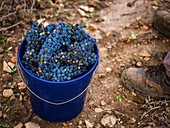 Frisch geerntete Trauben füllen einen blauen Eimer, der auf dem erdigen Boden eines Weinbergs auf Mallorca steht. Das Bild fängt die Essenz der Weinlese in Spaniens malerischer Landschaft ein.