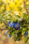 Close-up of ripe, bright plums hanging from strong tree branches, surrounded by lush green leaves The bright colours emphasise the natural beauty and abundance of the fruit