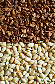 Peeled, blanched almond, divided into shell and white almond from above