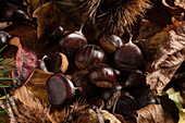 Group of chestnuts on a carpet of autumn leaves. View from above.