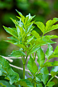 Angelica sylvestris (Angelica sylvestris)