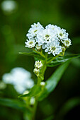 Marsh yarrow (Achillea ptarmica)