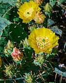 Magnificently flowering prickly pear plant