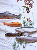 Freshwater fish - char, golden trout, zander, trout, salmon trout