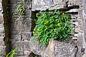 Yellow larkspur (Pseudofumaria lutea) in a stone niche at Guildford Castle