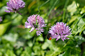 Bumblebee on chive blossom (Allium schoenoprasum) in the garden