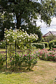 Rose garden in bloom in summer with trellis and white roses