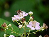 Brombeere (Rubus fruticosus) mit Biene im Garten
